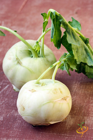 Kohlrabi - Delicatesse, White.