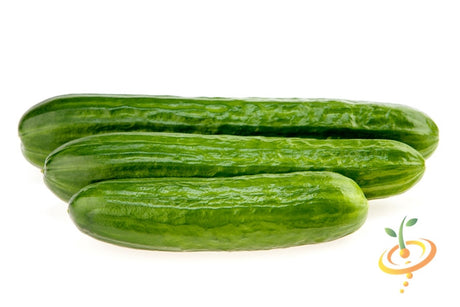 Tendergreen Burpless cucumber plant from SeedsNow with lush green vines and developing cucumbers in a garden setting.