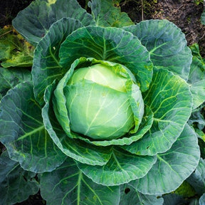 Fresh green cabbage from SeedsNow All Season seeds, showing tightly packed leaves and vibrant color.