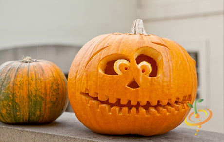 Pumpkin Jack O'Lantern seeds from SeedsNow, showing fresh pumpkin seeds ideal for carving and planting.
