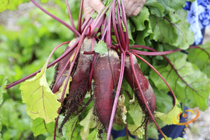 Beet - Cylindra.