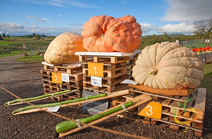 Pumpkin - Atlantic Giant.