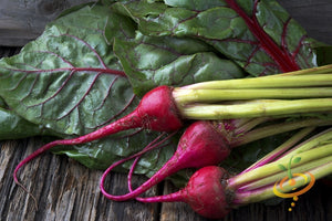 Beet - Chioggia.