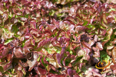 Fresh red lettuce salad bowl with SeedsNow all lettuce seeds, vibrant green leaves and crisp texture displayed.