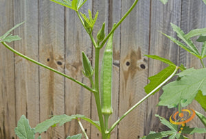 Okra - Emerald Green Velvet.