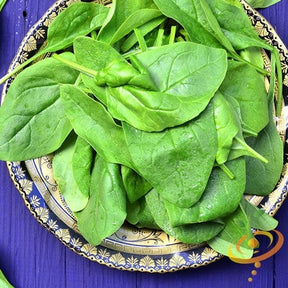 Fresh green Noble Giant spinach leaves from SeedsNow, showcasing healthy, vibrant spinach plant foliage.