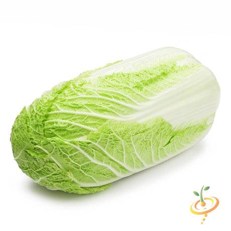 Fresh Charleston Wakefield cabbage growing from SeedsNow seeds, leafy green vegetable on a garden bed.