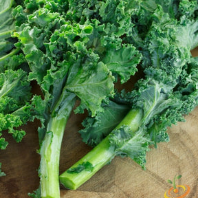 Blue Curled Scotch kale plant from SeedsNow, showing vibrant, curly blue-green leaves growing in a garden.