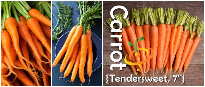 Carrot - Tendersweet, 7" Long.