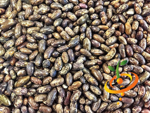 Bean (Bush) - Top Crop.