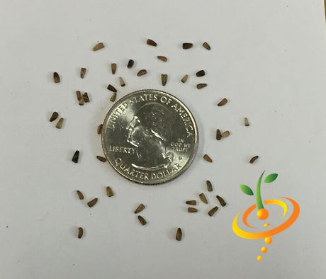 Red Verona chicory seeds from SeedsNow, showing vibrant seeds used for planting or gardening.