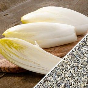 White Witloof chicory seeds from SeedsNow, showing small, round seeds ideal for planting chicory crops.