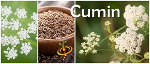 Cumin.