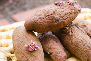 Potato (Late-Season) Fingerling - Red Thumb (Organic/Heirloom) - SeedsNow.com