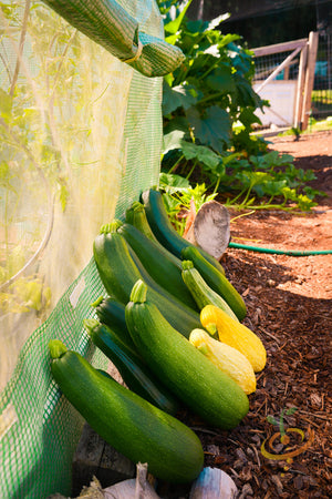 Squash (Summer) - Black Beauty Zucchini.