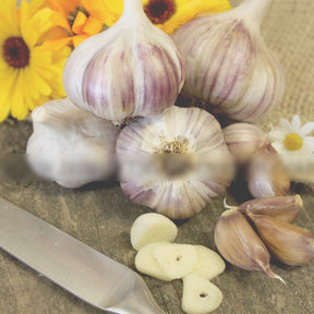 German Red hard neck garlic bulb from SeedsNow-Garlic, featuring large reddish cloves and textured papery skin.
