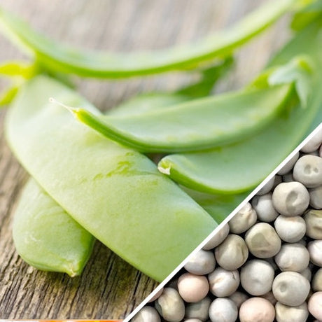 Oregon Sugar Pod pea seeds from SeedsNow, small green seed packets designed for planting fresh pea crops.