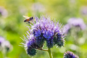 Flowers - Phacelia, Lacy - SeedsNow.com