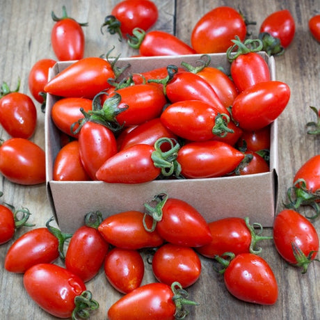 Tomato - San Marzano (Indeterminate) - SeedsNow.com