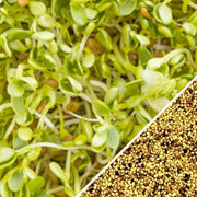 Sprouts/Microgreens - Clover.