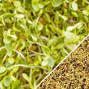 Red Crimson clover microgreens sprouts from SeedsNow, showing vibrant red and green tiny microgreens ready for harvest.