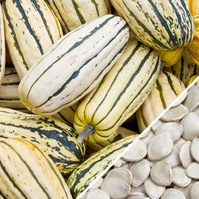Delicata winter squash seeds from SeedsNow, showing fresh, plump seeds in a close-up image suitable for planting or packaging.