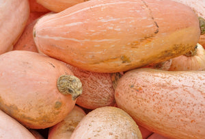 Squash (Winter) - Banana, Pink JUMBO - SeedsNow.com