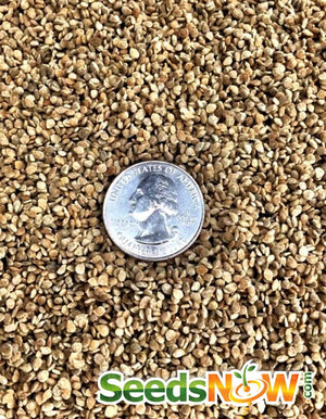 Tomato - Cherry, Black [INDETERMINATE].