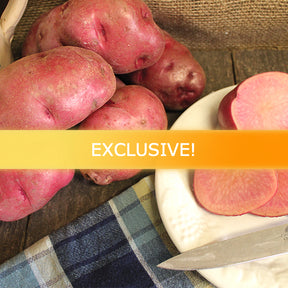 Organic All Red Mid-Season Potato seed from SeedsNow-Potatoes, showcasing vibrant red heirloom potato tuber.