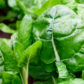 Swiss Chard Barese "Baby Leaf" dark green seeds from SeedsNow, fresh young chard leaves and seeds for gardening.