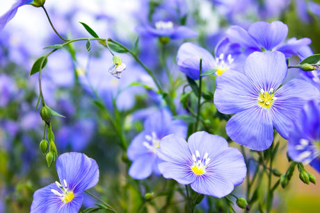 Blue flax flower seeds from SeedsNow-Flowers, showing vibrant blue flower seeds in a natural setting.