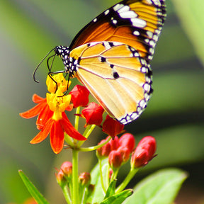Tropical butterfly milkweed seeds with deep red and blood-colored flowers, ideal for attracting butterflies and pollinators.