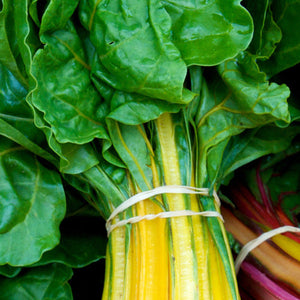 Swiss Chard - Canary Yellow - SeedsNow.com