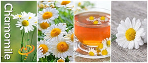 Chamomile, German.