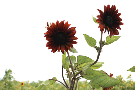Chocolate Cherry Sunflower seeds by SeedsNow, showing vibrant sunflower with dark chocolate and cherry-colored petals in full bloom.