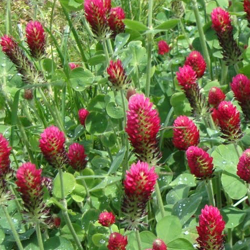 Cover Crop - Clover (Red Crimson) - SeedsNow.com