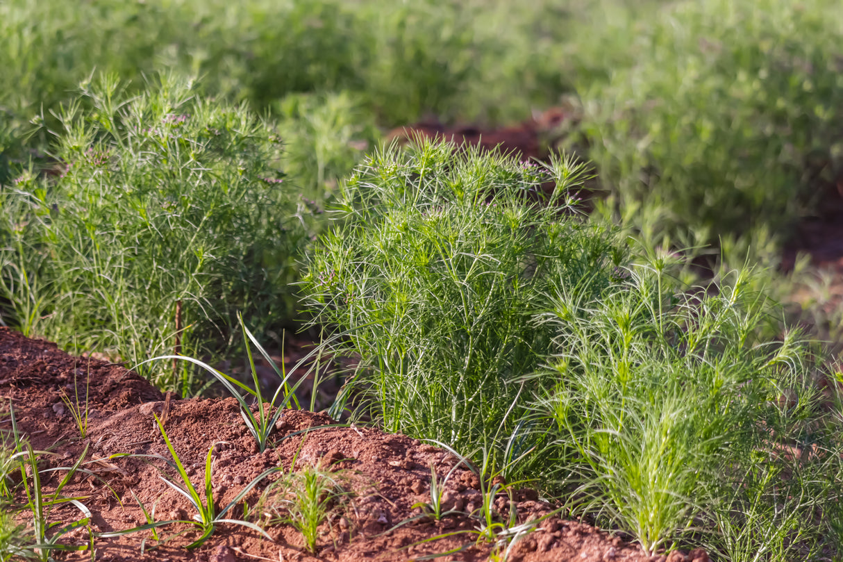 Cumin, Classic - SeedsNow.com