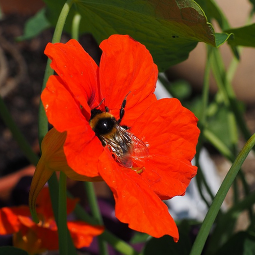 Nasturtium - Empress of India - SeedsNow.com