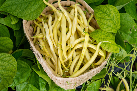 Golden Wax bush bean seeds from SeedsNow, showing vibrant yellow bean pods hanging on green bush plant.