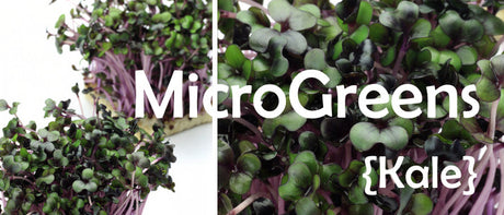 Red Russian kale microgreens seeds from SeedsNow, fresh sprouting microgreens for salads and garnishes.