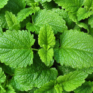 Lemon Balm - SeedsNow.com