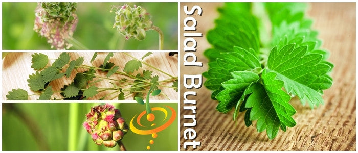 Salad Burnet.