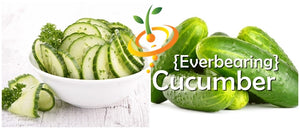 Cucumber - Everbearing.