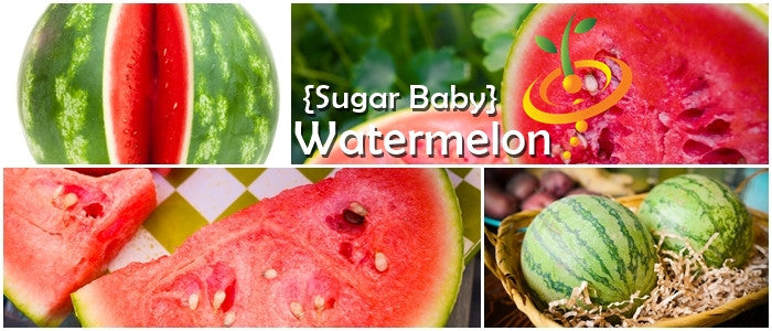 Watermelon - Sugarbaby.