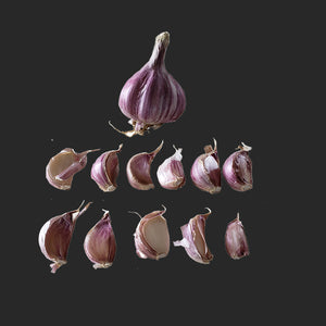 Hardneck Persian Star garlic bulb from SeedsNow-Garlic with white papery skin and multiple cloves.