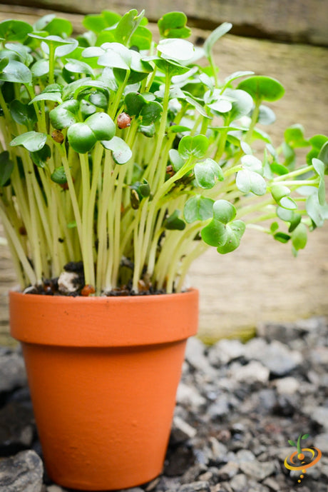 Fresh radish microgreens from SeedsNow, vibrant green sprouts with red radish tips, perfect for salads and garnishes.
