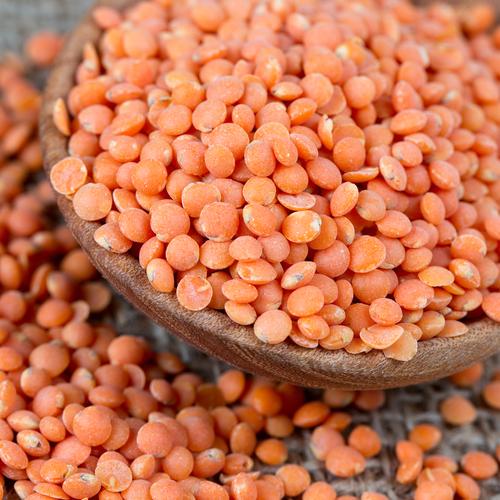 Close-up of red lentil seeds for sprouts and microgreens on a wooden spoon