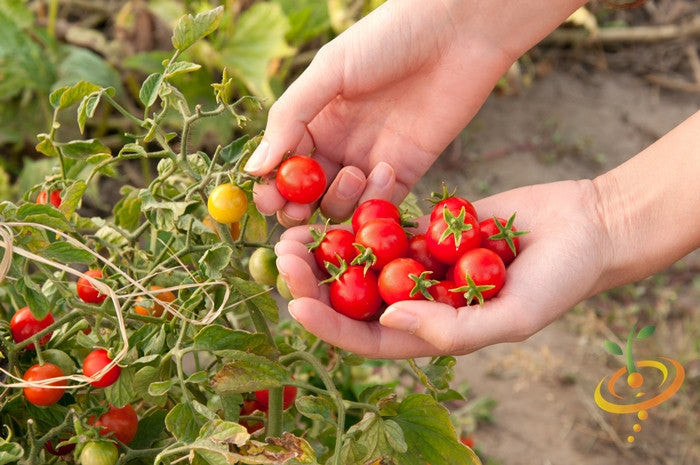 Tomato - Gardener's Delight/Sugar Lump (Indeterminate) - SeedsNow.com