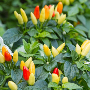 Close-up of ripe NuMex Twilight hot pepper seeds from SeedsNow, showing vibrant peppers on the plant with green foliage.