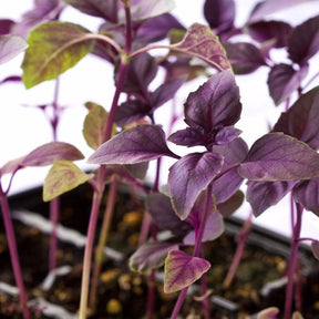 Dark Opal Purple basil seeds by SeedsNow, close-up of vibrant purple basil leaves and seeds on a natural background.